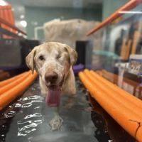 Healing Arts Animal Care ico