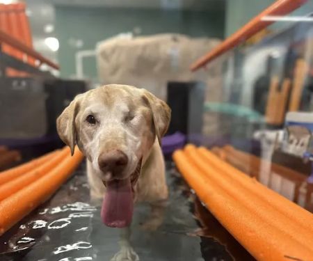 Healing Arts Animal Care