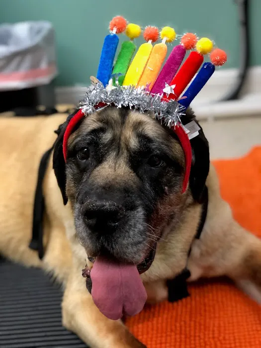 Healing Arts Animal Care Picture 4