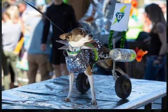 Healing Arts Animal Care Picture 7
