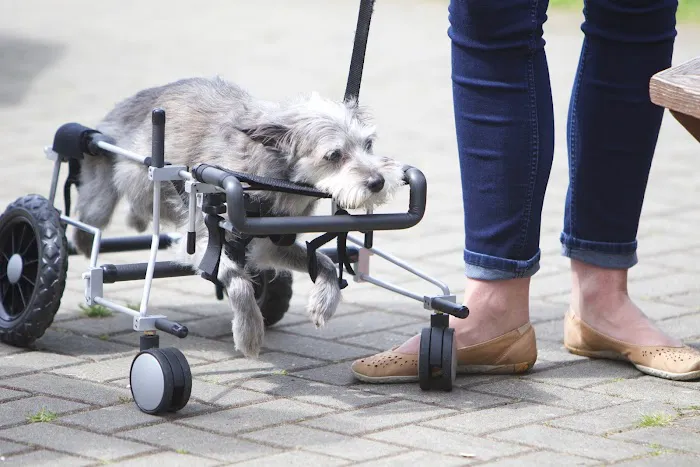 Healing Arts Animal Care Picture 5
