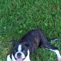 Nimbus Pet Hospital ico