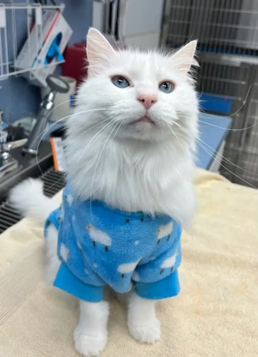 Sorrento Animal Hospital Picture 4