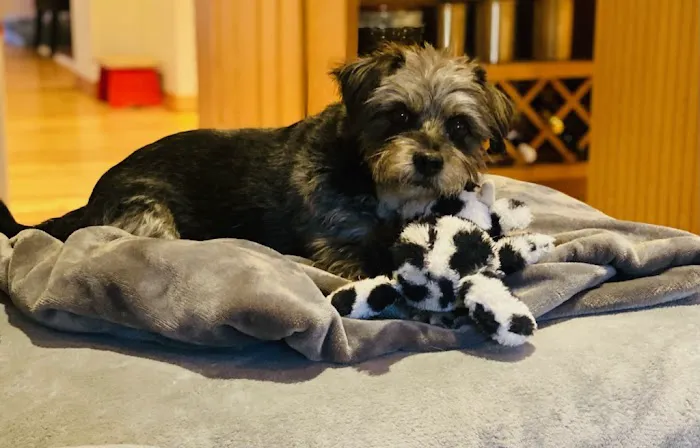 Sorrento Animal Hospital Picture 9