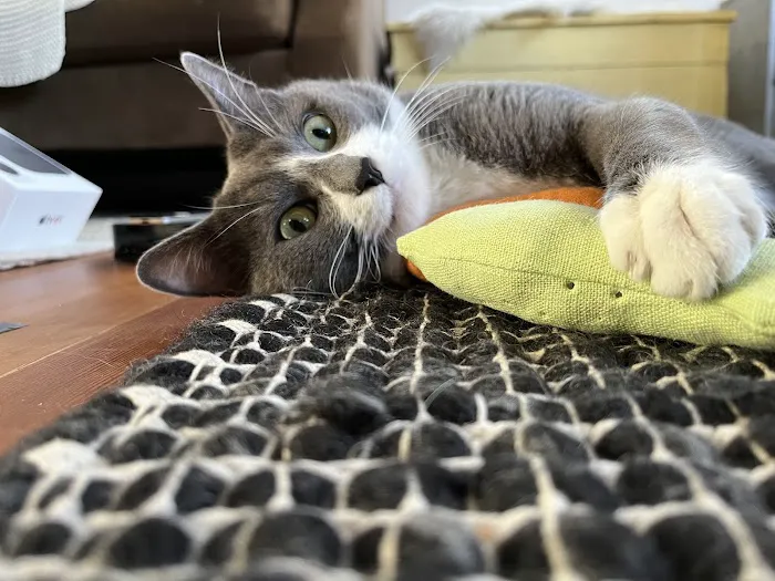 Community Pet Hospital Picture 4