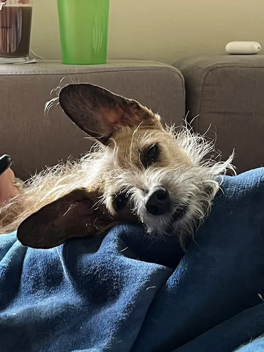 Community Pet Hospital Picture 8