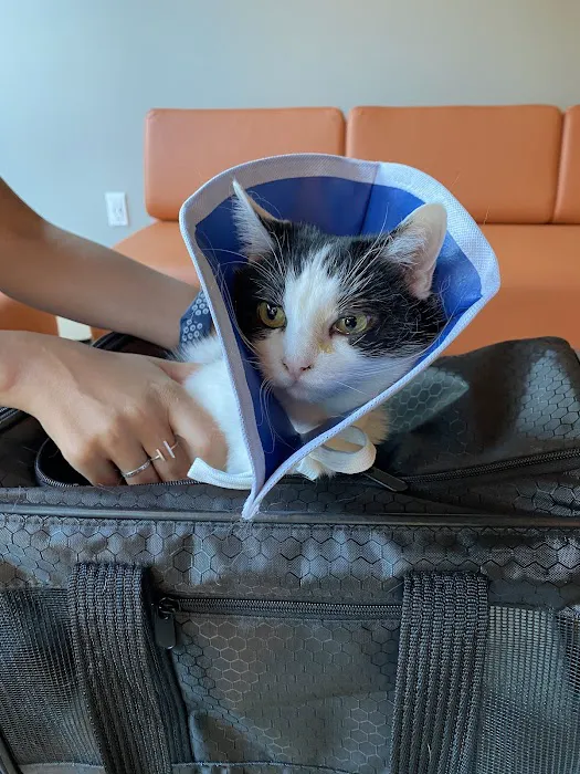 Bridgetown Veterinary Emergency + Referral Picture 1