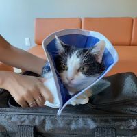 Bridgetown Veterinary Emergency + Referral ico