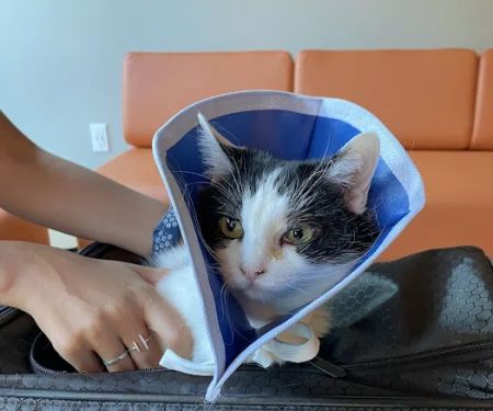 Bridgetown Veterinary Emergency + Referral