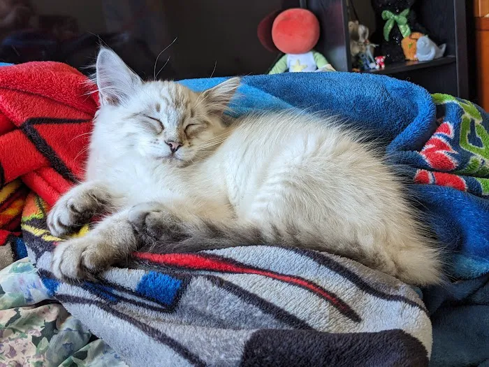 Bridgetown Veterinary Emergency + Referral Picture 3