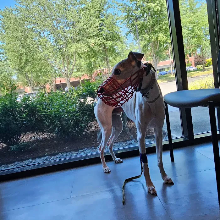Bridgetown Veterinary Emergency + Referral Picture 6