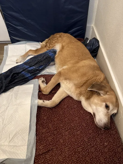 Bridgetown Veterinary Emergency + Referral Picture 4
