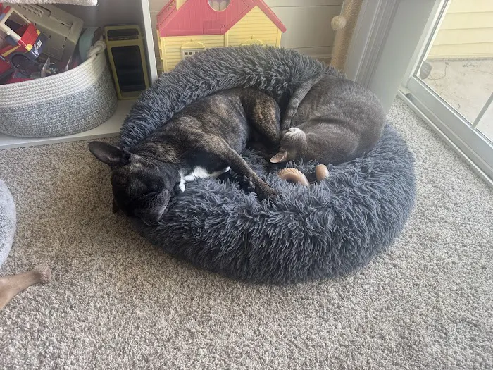 Bridgetown Veterinary Emergency + Referral Picture 8