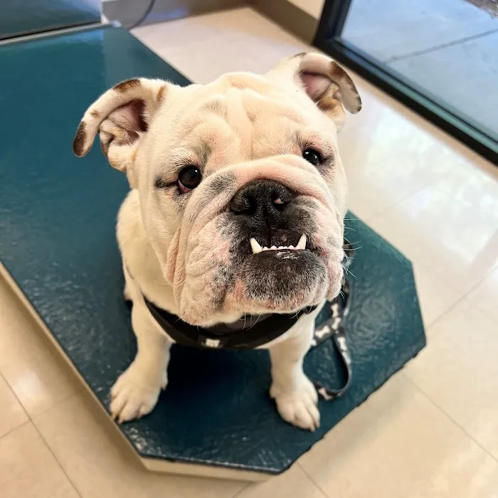 Animal Dermatology Clinic Picture 1