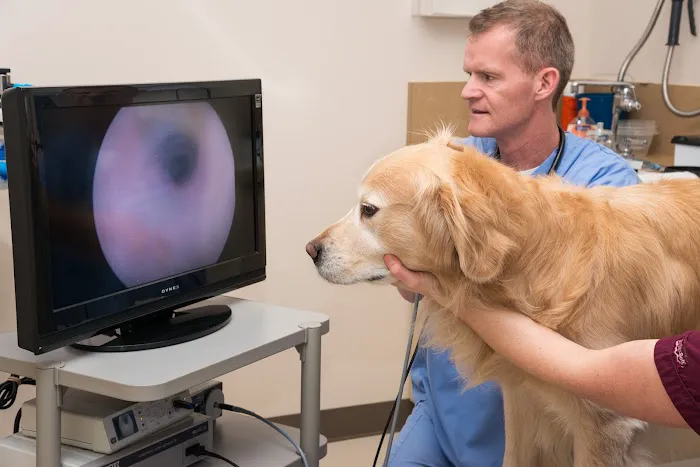 Animal Dermatology Clinic Picture 4