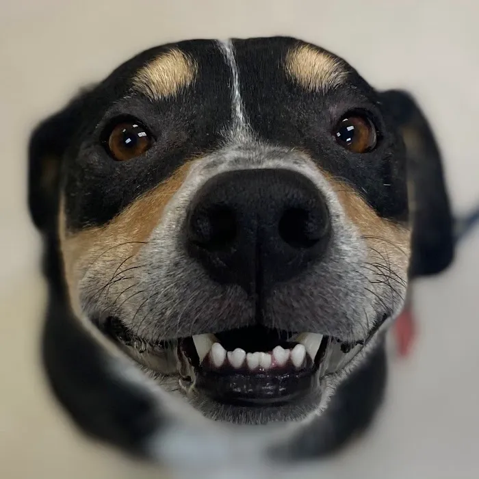 Animal Dermatology Clinic Picture 9