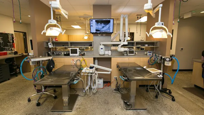Oregon Veterinary Dental Specialists Picture 1
