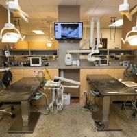 Oregon Veterinary Dental Specialists ico