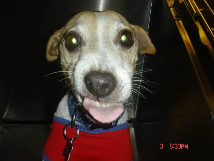Oregon Veterinary Dental Specialists Picture 8