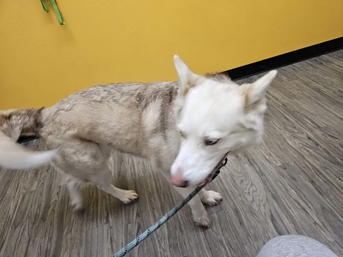 Banfield Pet Hospital Picture 3