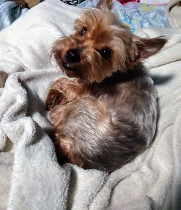 Banfield Pet Hospital Picture 8