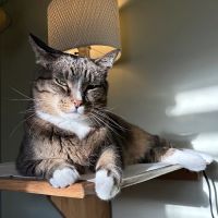 Argay Cat Care ico