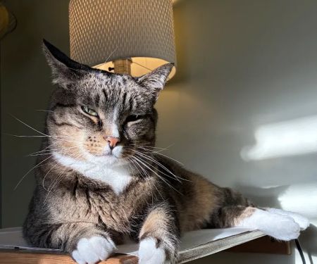 Argay Cat Care