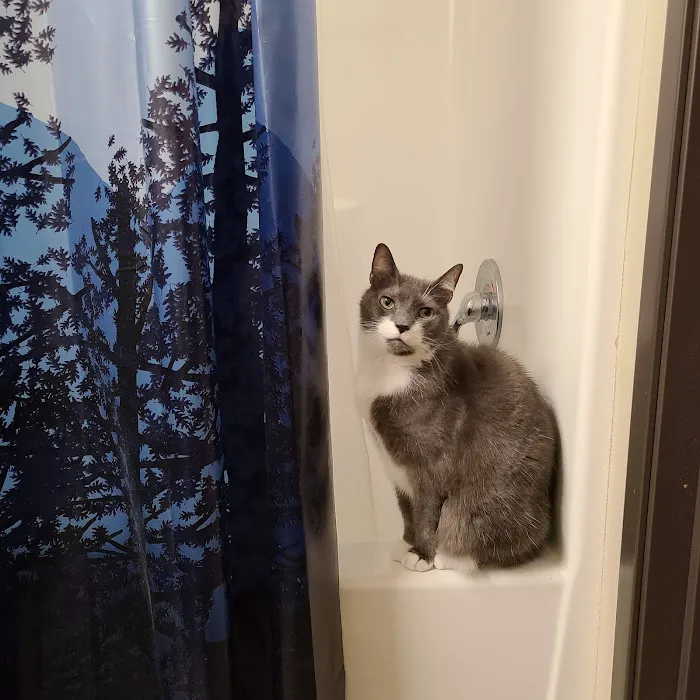 Argay Cat Care Picture 6