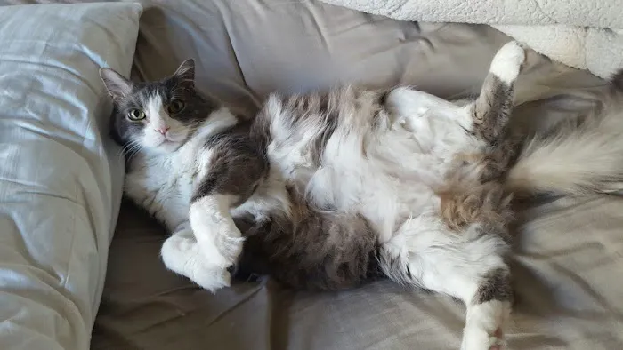 Argay Cat Care Picture 8