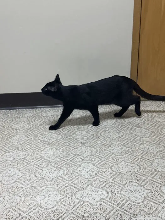 Argay Cat Care Picture 7