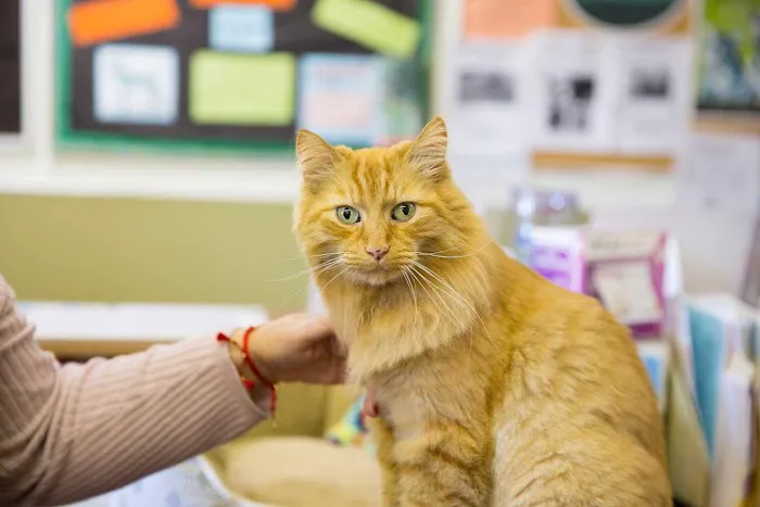 Town and Country Animal Hospital Picture 3