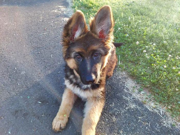 Town and Country Animal Hospital Picture 6