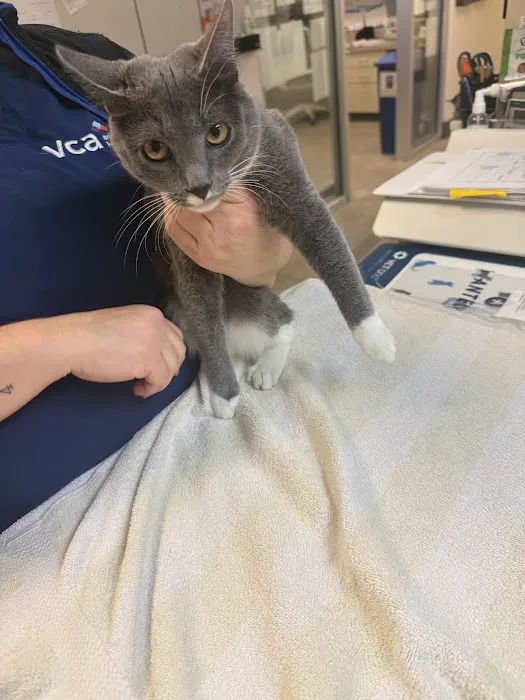 VCA Southeast Portland Animal Hospital Picture 3