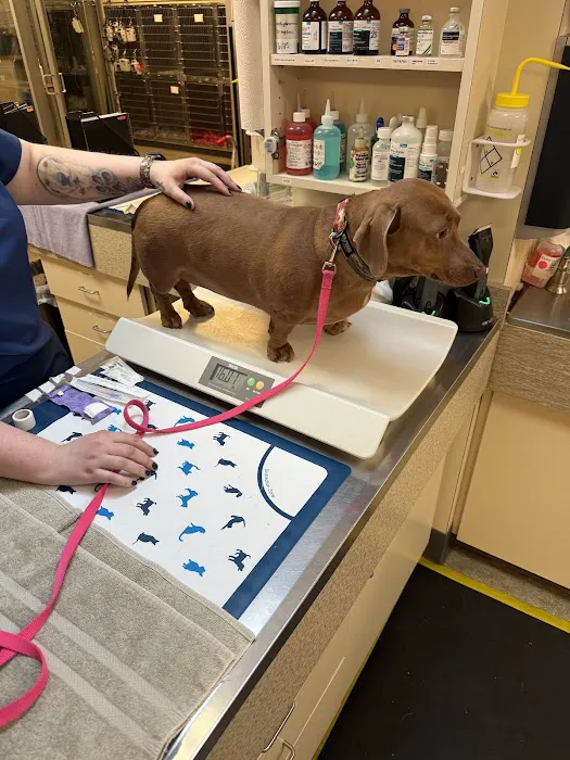 VCA Southeast Portland Animal Hospital Picture 2