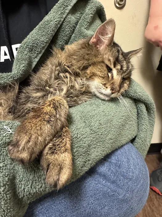 Cat Care Professionals Picture 3