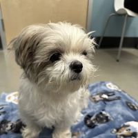 Narra Veterinary Clinic ico