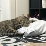 Willamette Valley Animal Hospital of Tualatin