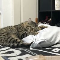 Willamette Valley Animal Hospital of Tualatin ico