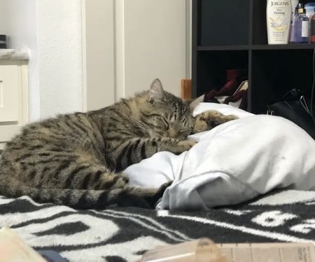 Willamette Valley Animal Hospital of Tualatin