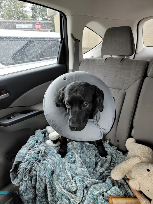 Willamette Valley Animal Hospital of Tualatin Picture 2