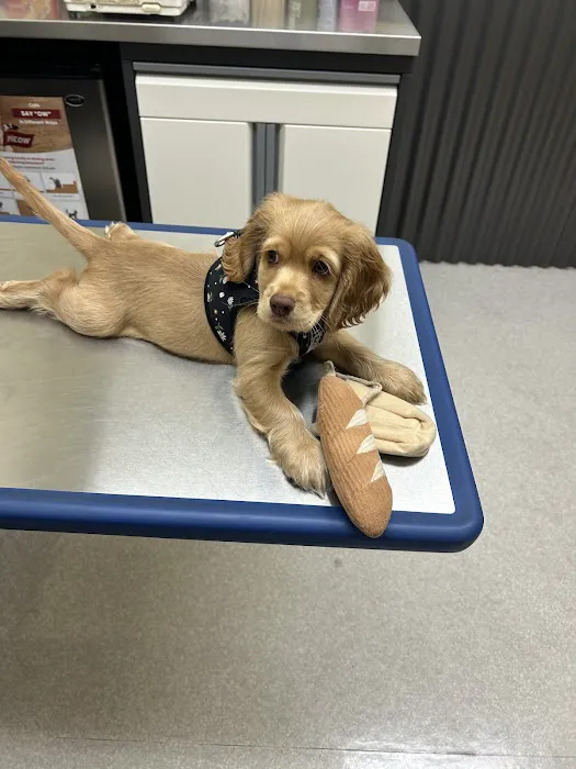 Willamette Valley Animal Hospital of Tualatin Picture 4