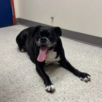 Vancouver Veterinary Hospital ico