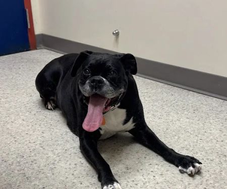 Vancouver Veterinary Hospital