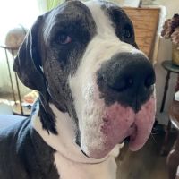 Animal Behavior Clinic ico