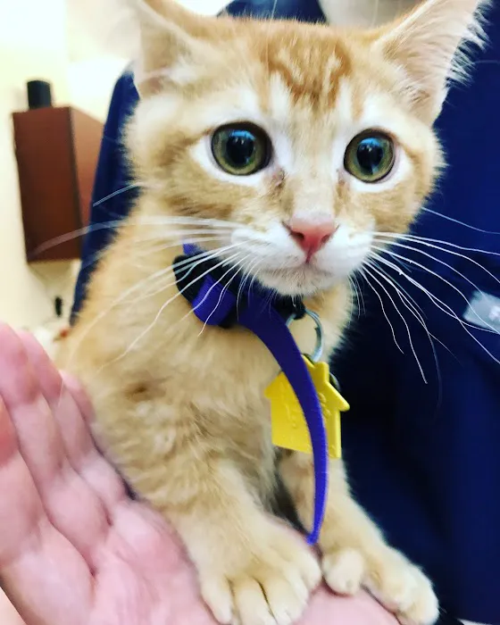 Cathedral Animal Hospital Picture 5