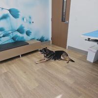 WellHaven Pet Health Hazel Dell ico