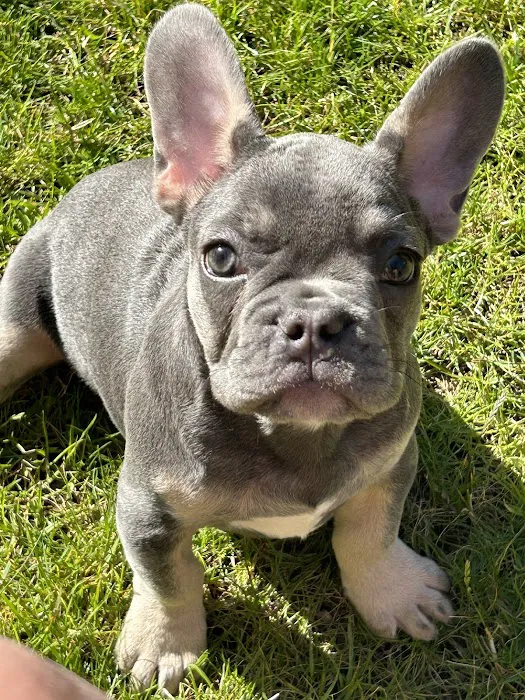 WellHaven Pet Health Hazel Dell Picture 8