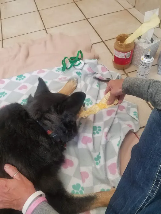 Halsey East Animal Clinic Picture 10