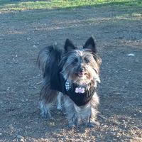 Banfield Pet Hospital ico