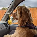 Evergreen Animal Hospital